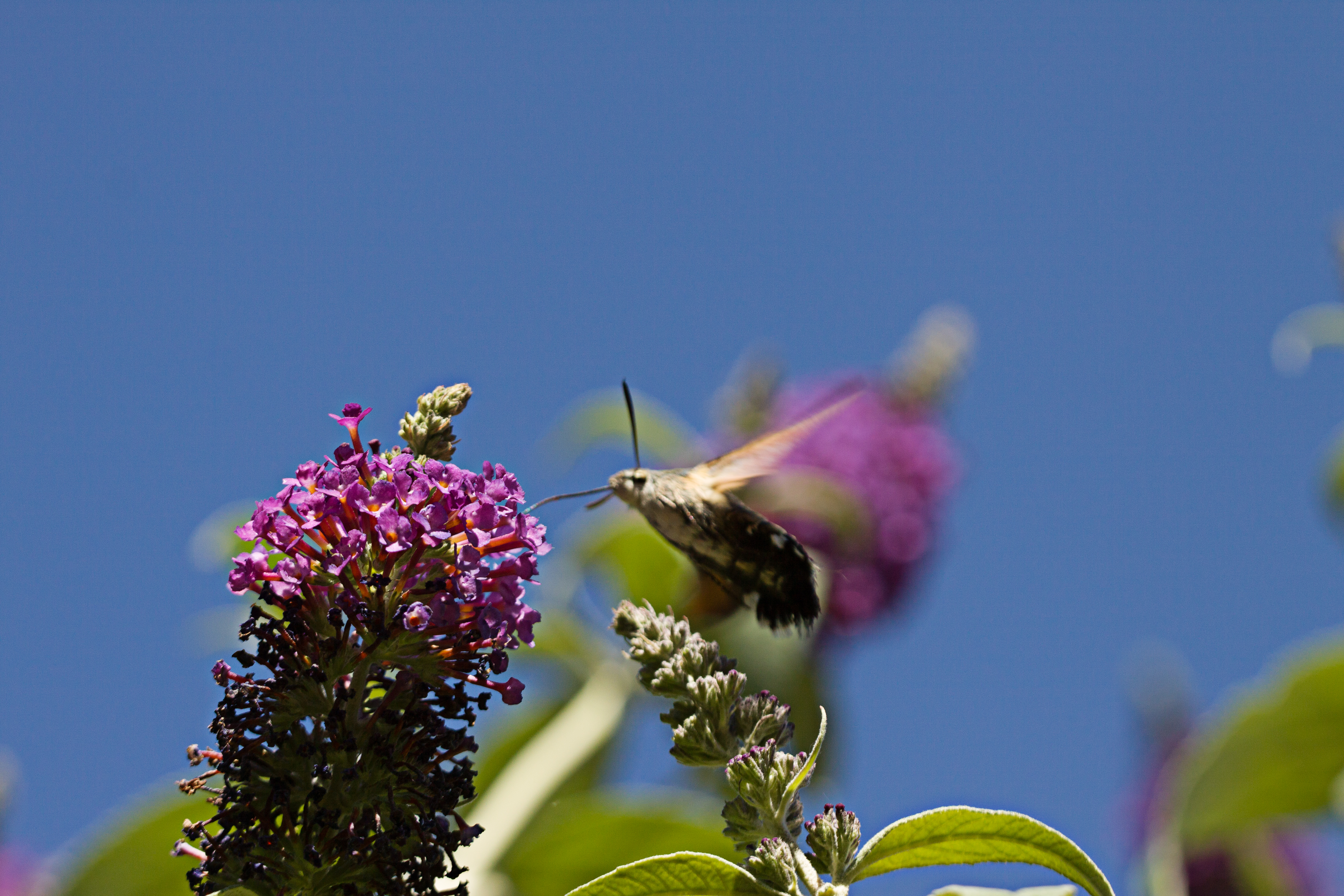 Taubenschwänzchen am Sommerflieder